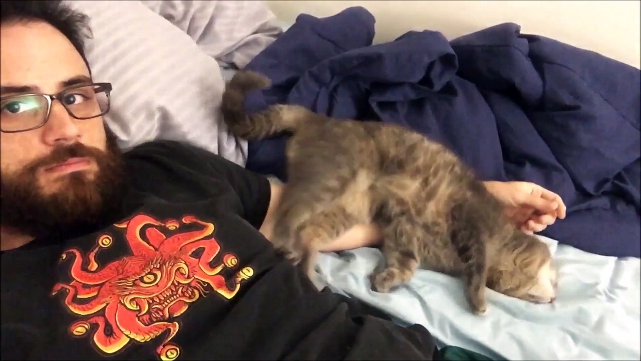 CRAZY HYPER CAT COMPILATION | What's Trending Now