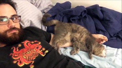 CRAZY HYPER CAT COMPILATION | What's Trending Now