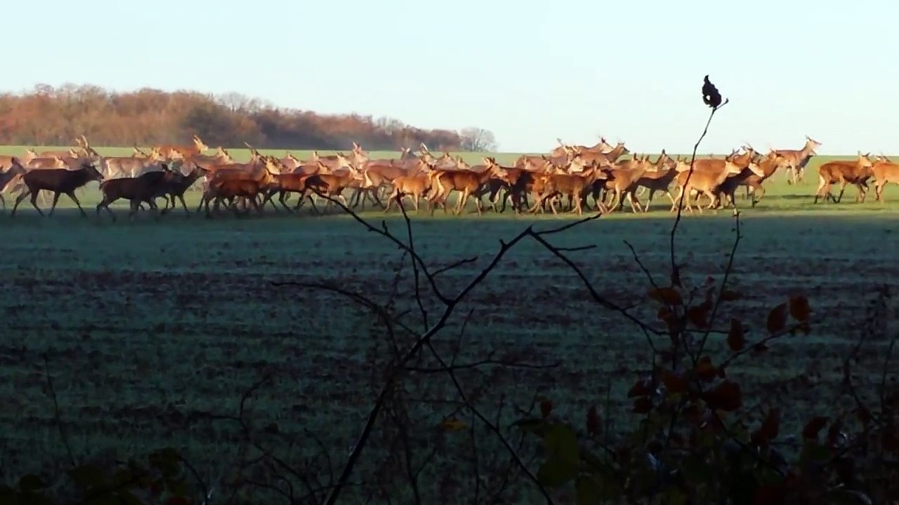 Un joggeur rencontre une harde de biches et de cerfs