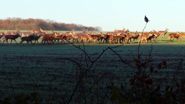 Un joggeur rencontre une harde de biches et de cerfs