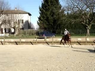 Newton - contre galop 2