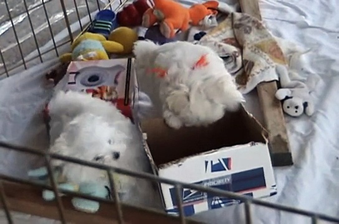 CUTE PUPPIES 8 Weeks Old Puppies vs Cat