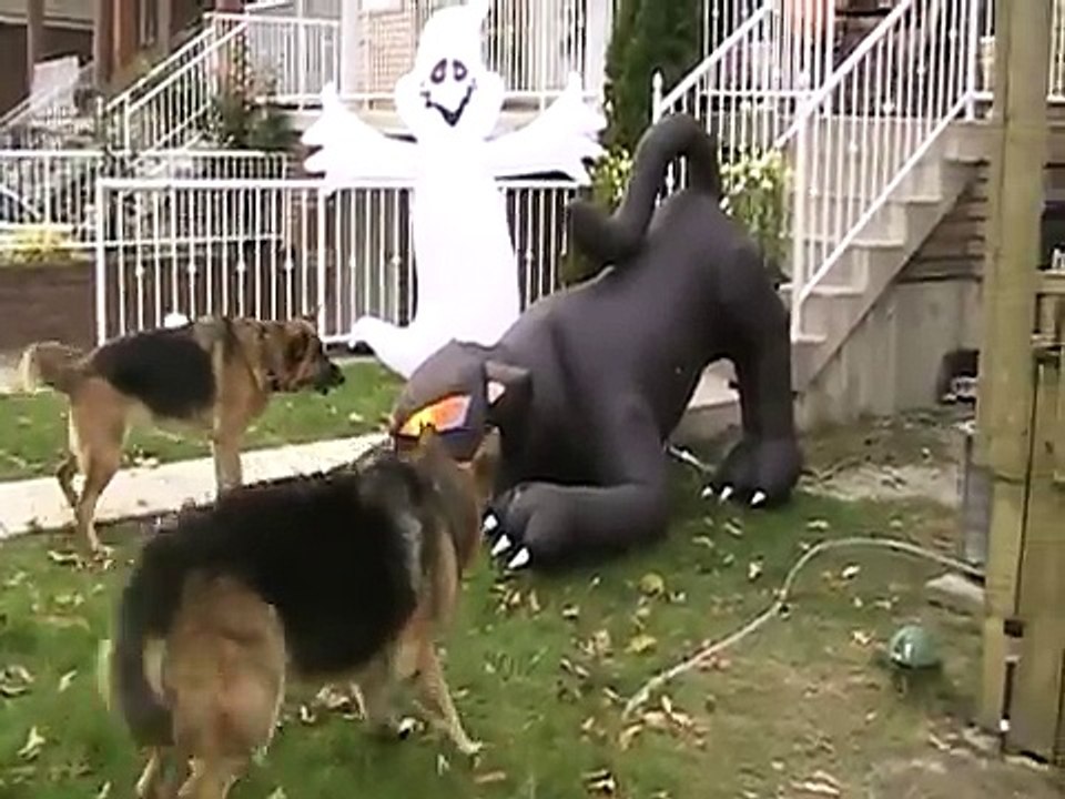 2 dogs fight big cat