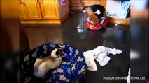 КОШКИ против СОБАК САМЫЕ забавные МОМЕНТЫ CATs vs DOGs