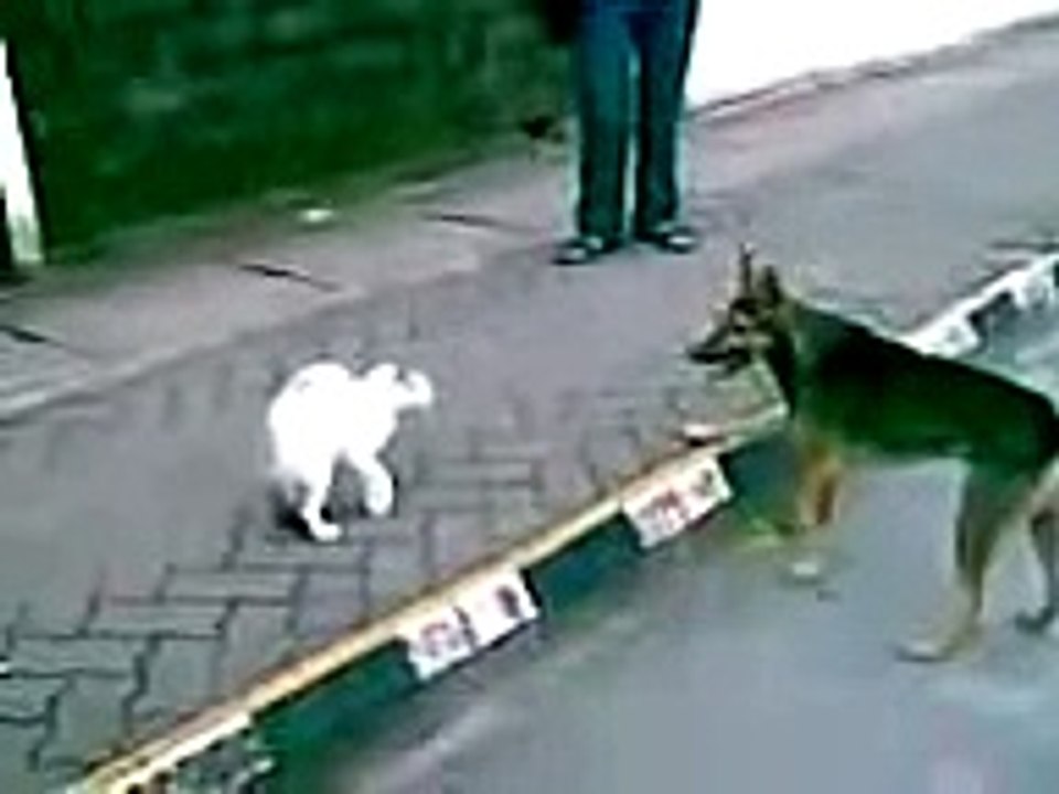 КРУТО Кот дал пды овчарке Cat VS Dog Fight