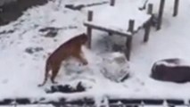 Siberian Tiger Entertains Herself By Building a Snowman