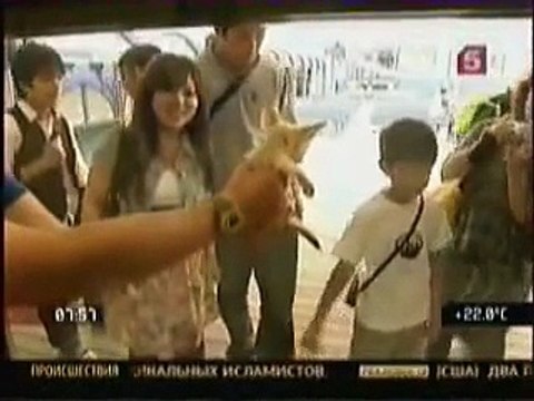 Лиса Фенек уши как у Обамы