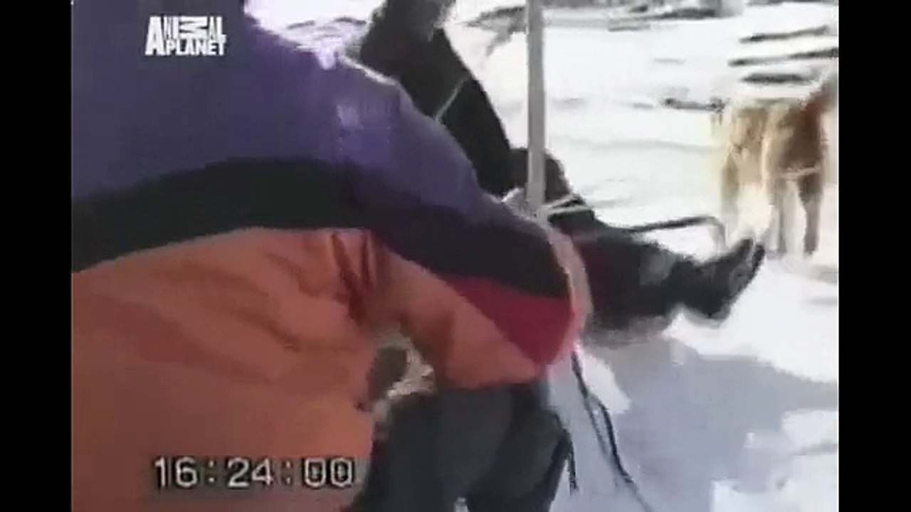 Прикольные собаки 6 Прикольные собаки и кошки funny funny cats and dogs Смешные приколы с кошками1