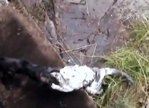 САМАЯ ЖЕСТКАЯ ДРАКА КОШЕК THE TOUGHEST FIGHT OF CATS