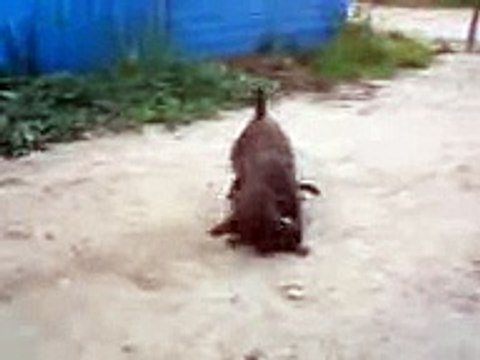 Собака против кота Dog against a cat