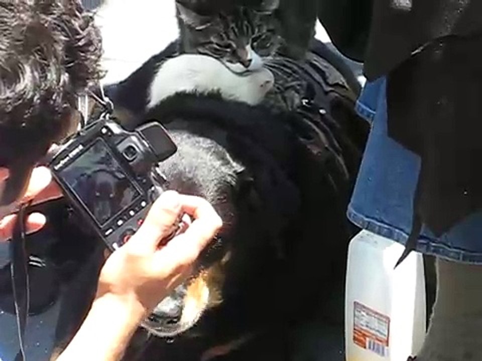 A Dog and a Cat and a MouseOh my