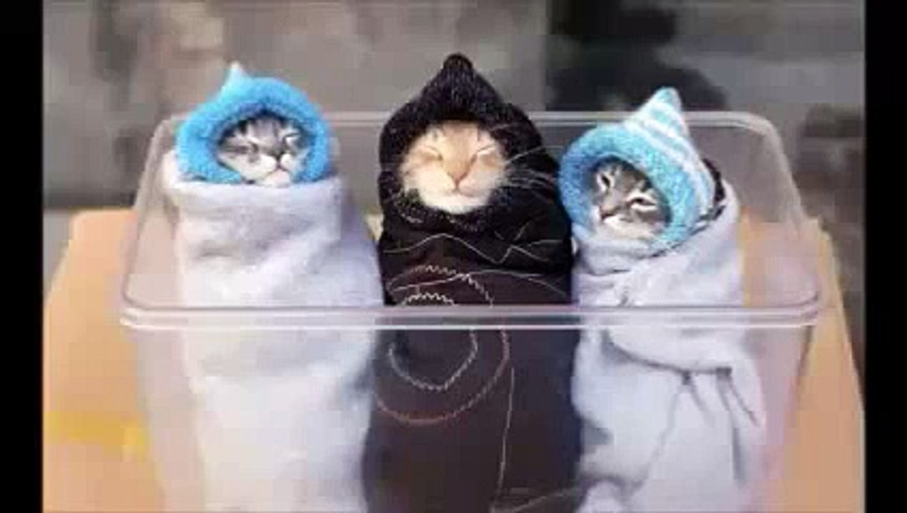 大人気世界のおもしろ猫まとめ集 3 Funny cats compilation 3