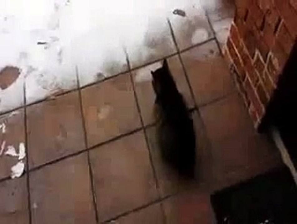 Curious Cat Play In The Snow