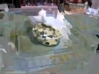 and x202aNew Animal Funny Videos 2014 Cat And Dog Fight For A Bed Funny Videos and x202c and rlm