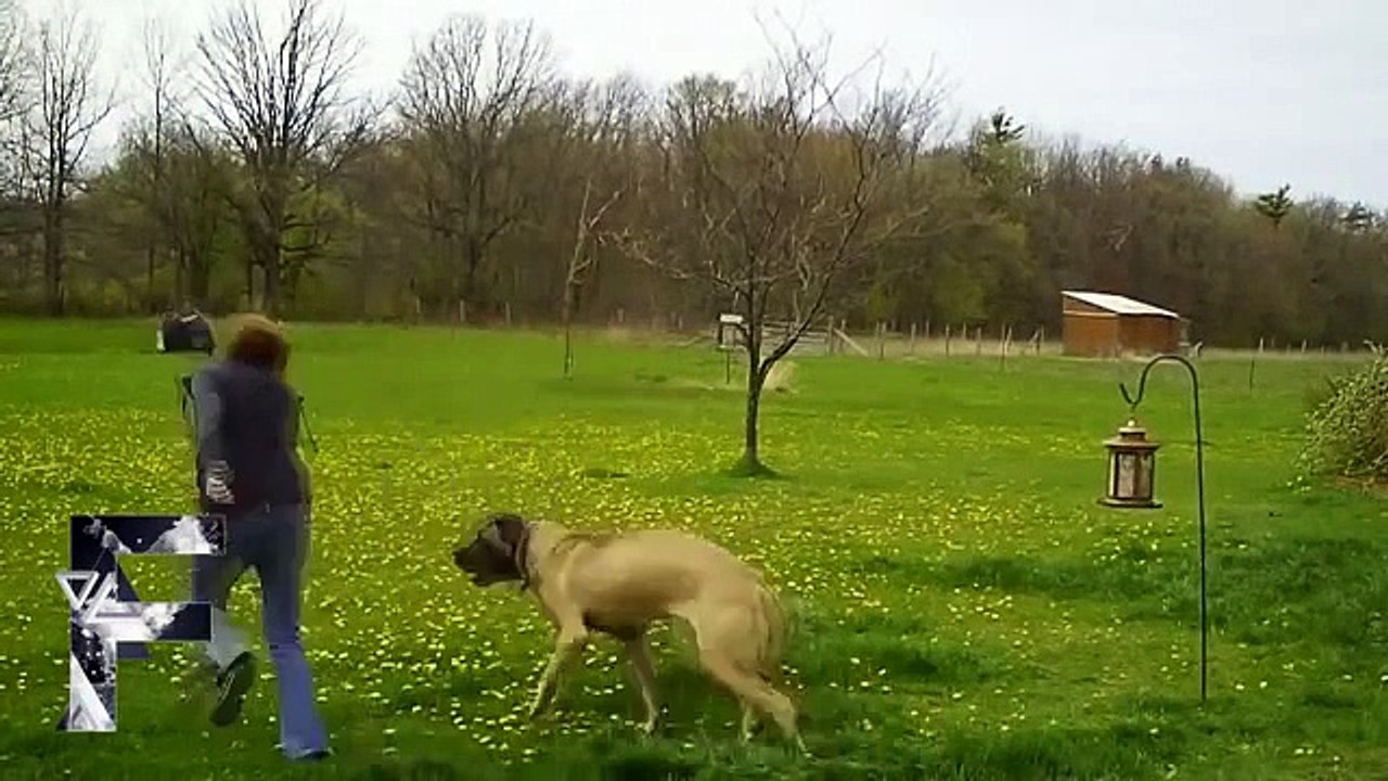 Animals Can Be Jerks Supercut Compilation 2014