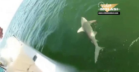 KÖPEKBALIĞINI TEK LOKMADA YUTAN ORFOZ BALIĞI