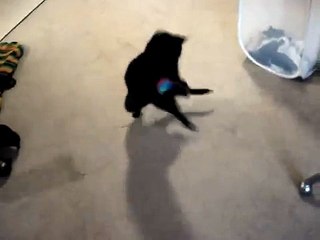 Basenji Dog Plays with Cat Toy