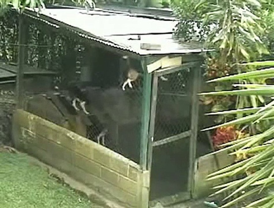 Beagle Vs Cage