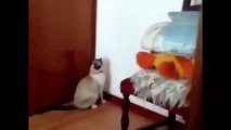 Best funny cat compilation  Epic Funny Cats  Funny Videos Fail Compilation Funny Pranks 20141