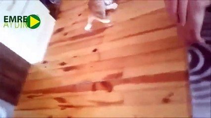 Best Funny Cats Videos Compilation 2014 Drunk Cat YouTube
