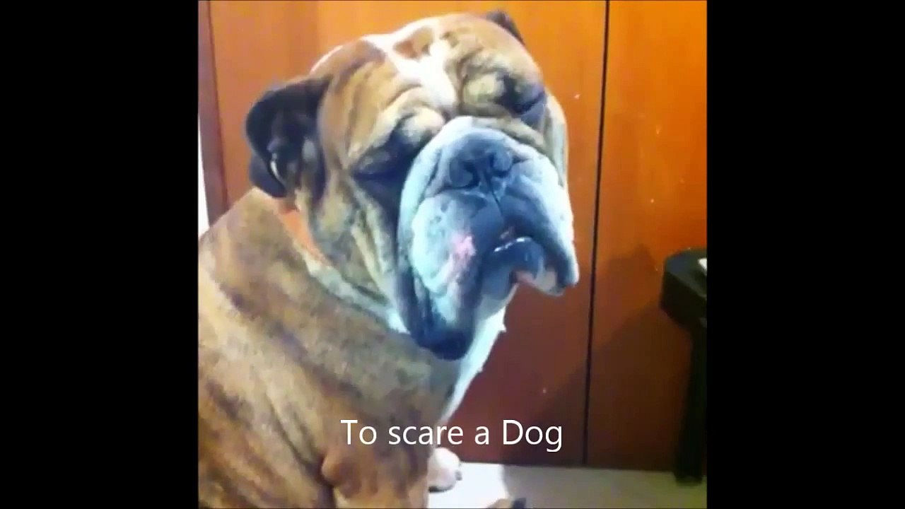 Best Vine in 1 Minute part 3 vines dogs cats animals kids