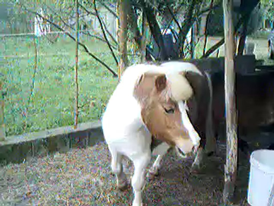 Clip d'alizée et d'idole