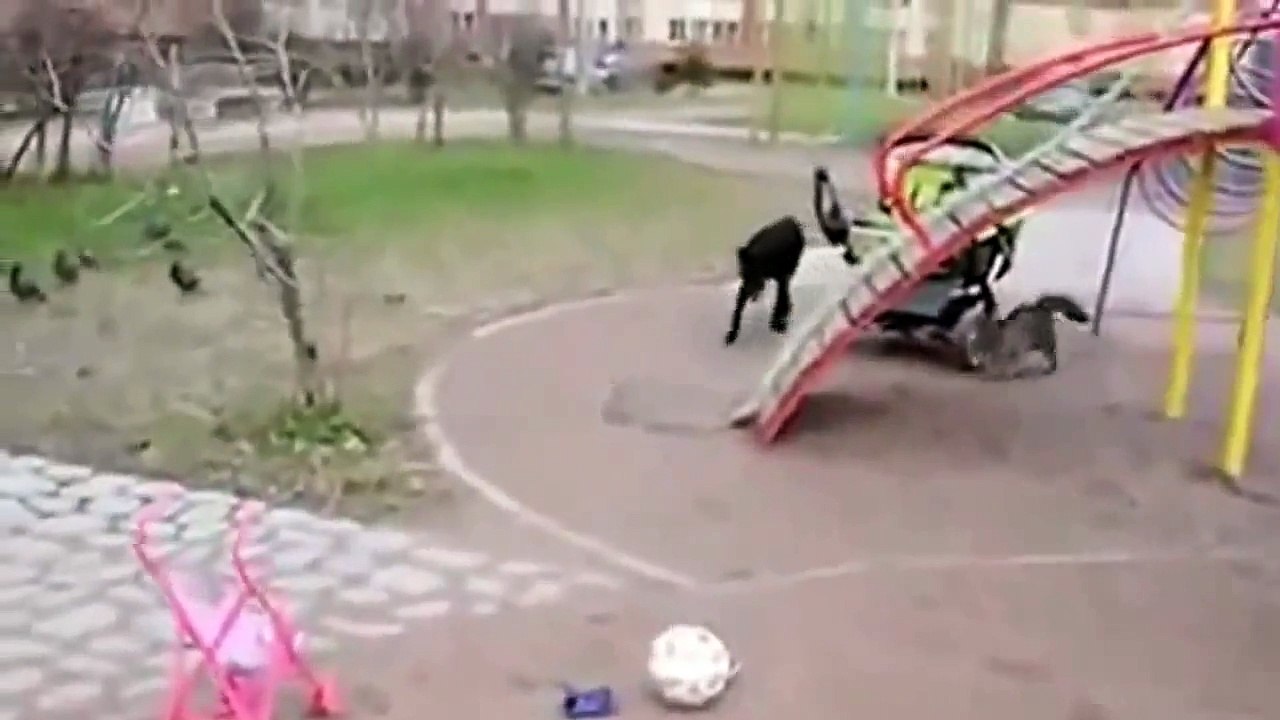 Black cat attacks  40