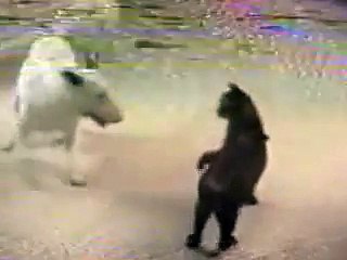 Brave cat vs Crazy dog 2012