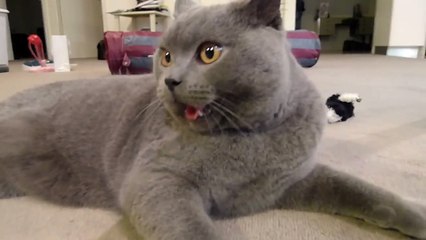 British shorthair cat Ernie breathe like a dog
