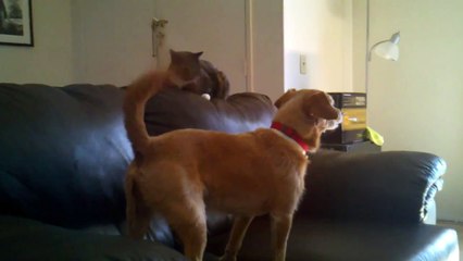 Cat and Dog Couch Battle