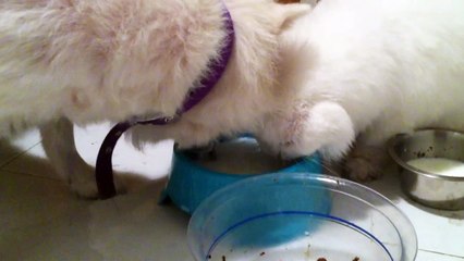 Cat and Dog drink together untill they notice