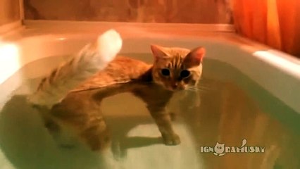 Cat At Periscope Depth На перископной глубине