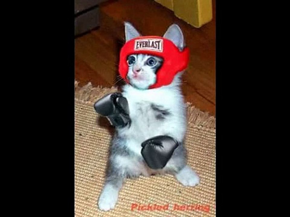 cat boxing  Very Funny