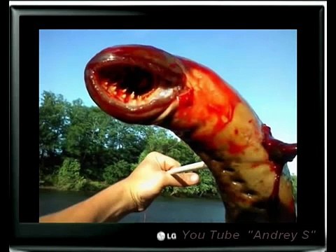 Шок такого не кто еще не видел Монстры Monstrey Редкие животные Rarest Animals horror Ютуб
