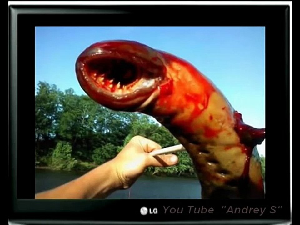 Шок  такого не кто еще не видел  Монстры Monstrey Редкие животные Rarest Animals horror Ютуб