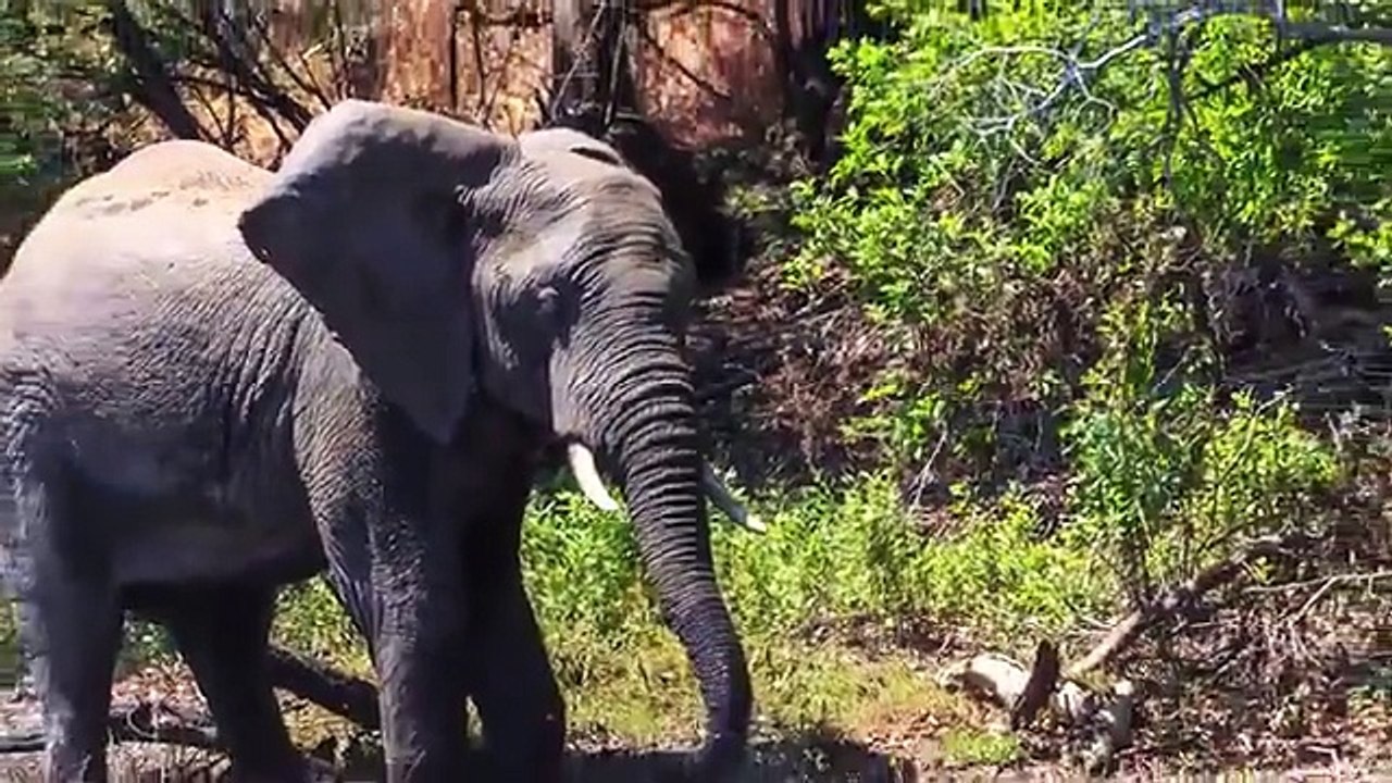 Timsah File Saldırıyor