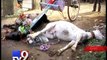 Mumbai Two horses die of electrocution, livelihood snatched away - Tv9 Gujarati