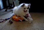 Frantic Puppy Goes to War With a Plastic Bottle