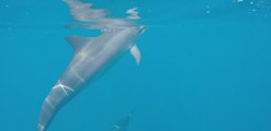 Singing and Playing With Dolphins Off Hawaii