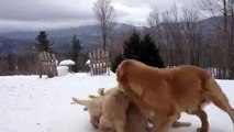 Anne Köpek Karda Yavrularını Oynatıyor