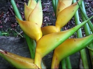 Tropical Foliage Grower Costa Rica | Fresh Cut Flowers