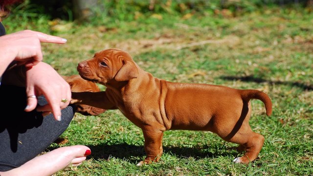 Dog Training - Training New Puppy Tips