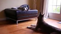Two Dogs Talking With Each Other