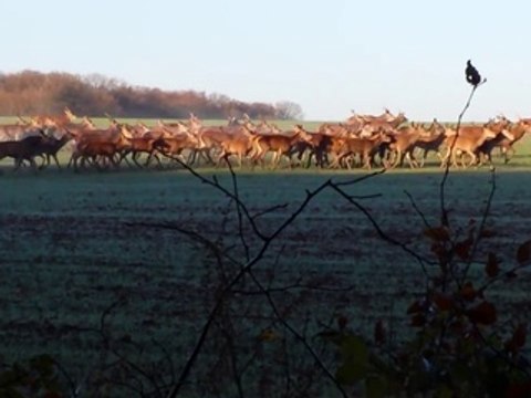54# Ils tombent sur un troupeau d'une centaine de cerfs et de biches en Eure et Loire