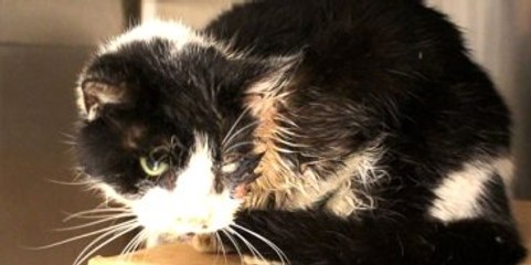 Öldü Sanılan Kedi 5 Gün Sonra Mezardan Çıktı