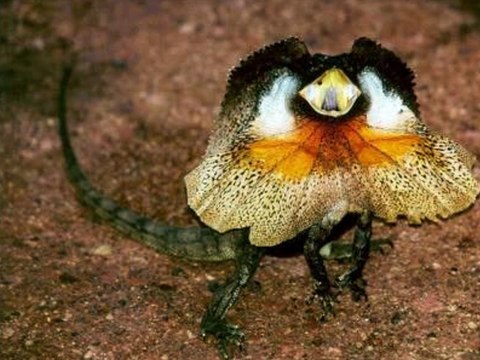 la involucion de las especies