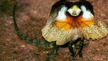 la involucion de las especies