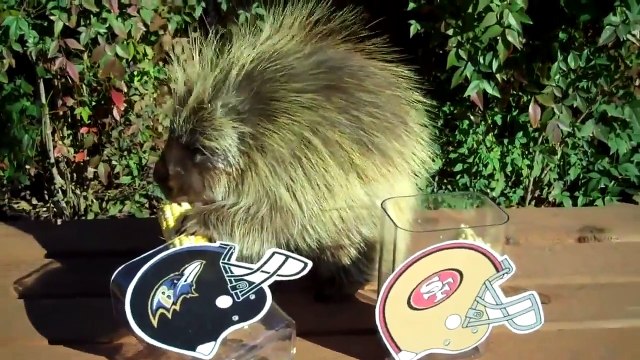 Un porc-épic nous prédit qui sera la gagnant du Super Bowl 2015