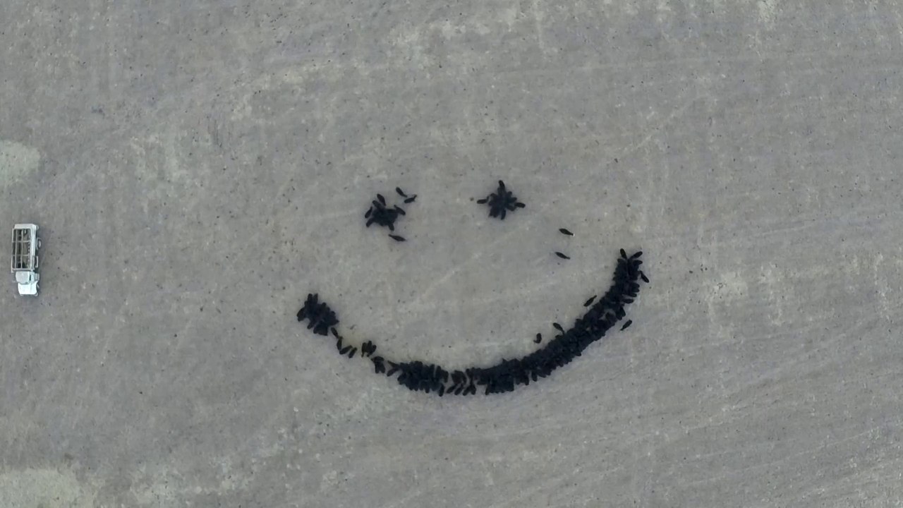 Un fermier dessine un smiley avec son troupeau de vaches