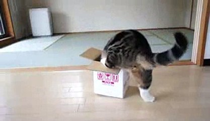 The funny Japanese cat MARU